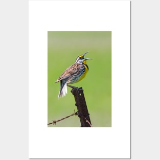 Eastern Meadowlark Posters and Art